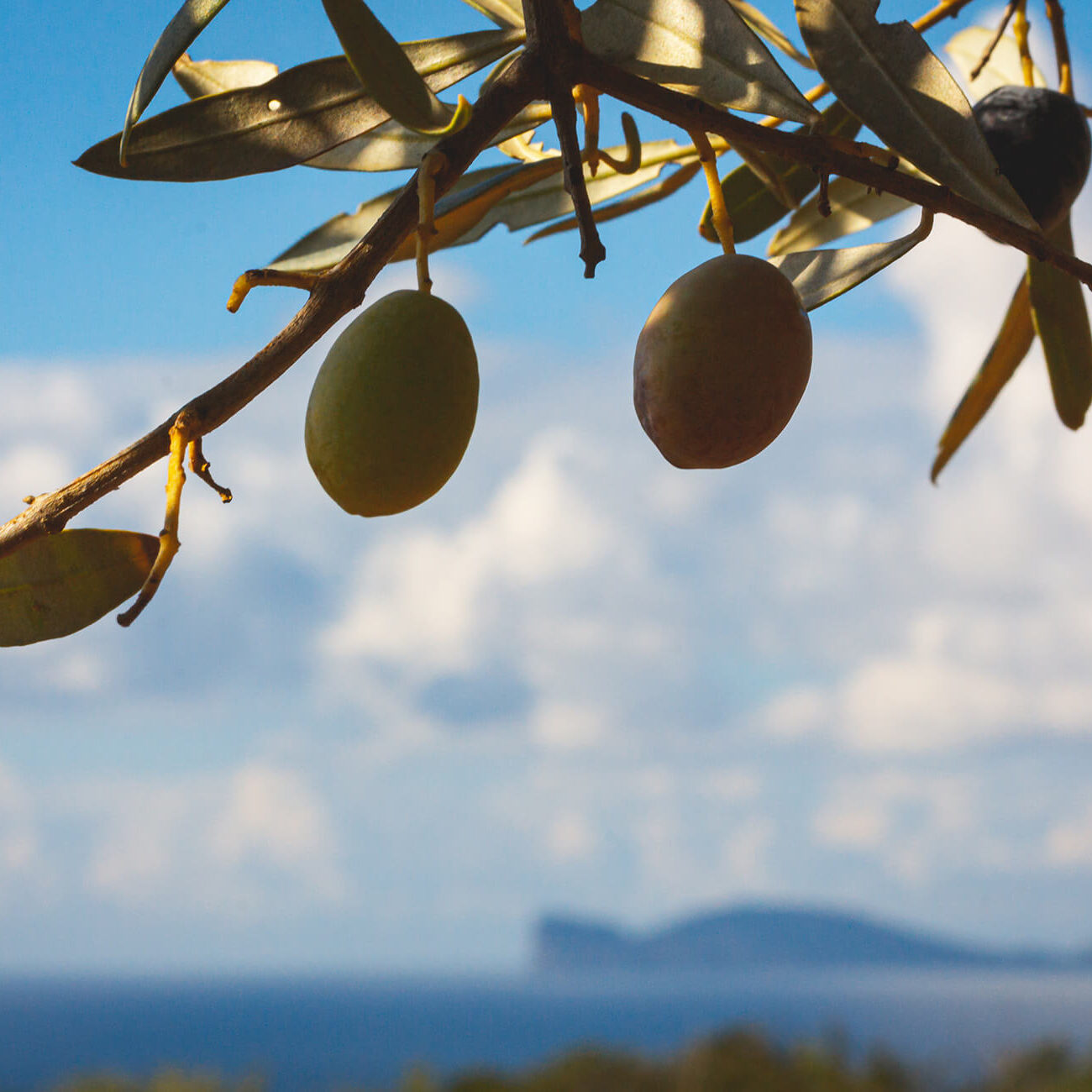 AZIENDA AGRICOLA PIETRO SARTORE S.S. — foto 5